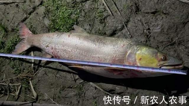 湖北一男子野钓过瘾，意外收获1.68米的“淡水之王”，直接扛回家