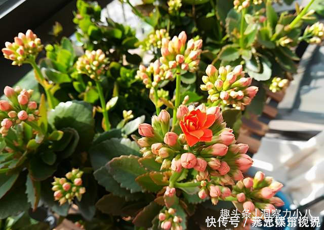 分化|想长寿花多冒苞,土里埋下这“两料”,蹭蹭窜芽,开出层叠群花