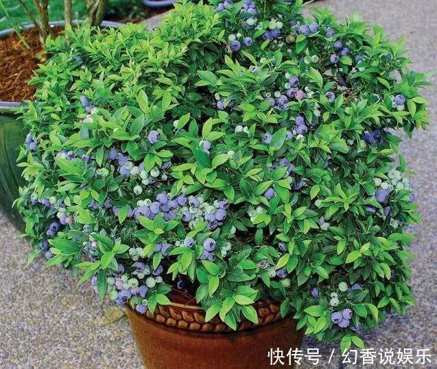 阳台盆栽蓝莓果,用上4个“小绝招”,一次结果几十斤,营养美味