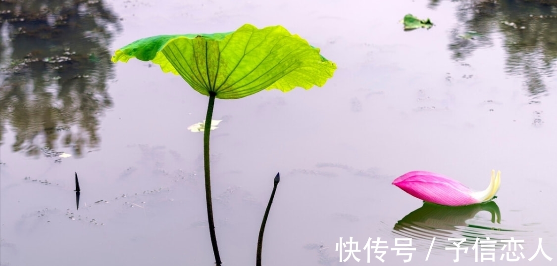 荷花$沈约的一首应诏诗，清新自然，蕴意深刻，值得一读