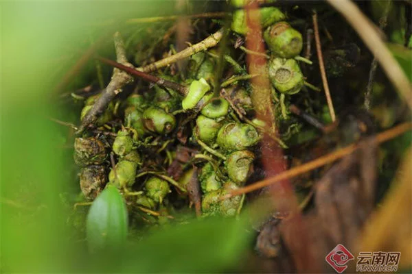 麻栗坡有个植物资源“宝库”