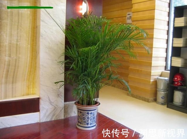 特制|此种垃圾别浪费,发酵成花肥,长寿花最爱吃,花期会爆盆