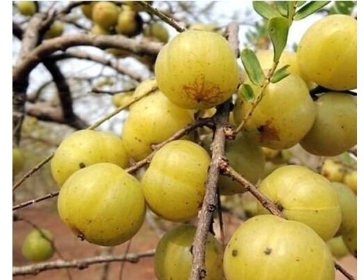 感冒|天然的“止咳药”终于找到了,可清热润喉,远离咳嗽,还防治感冒