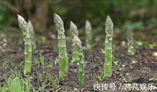 早食|女人不想显老,常吃以下三种蔬菜,去斑抗皱,美白养颜,早食早好