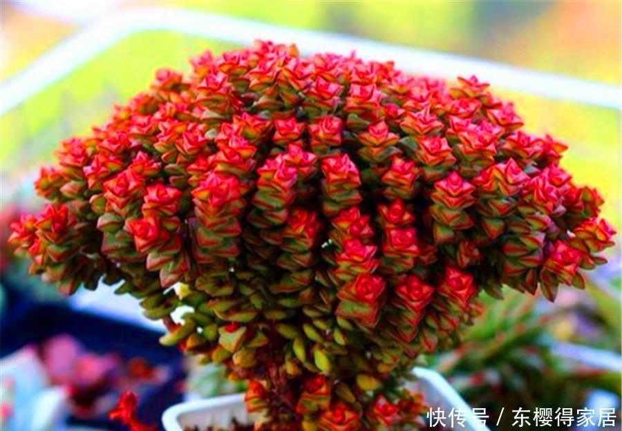 普货多肉|1种多肉爱爆盆,精致火红很喜庆,做好5个基本点,10天颜值逆袭