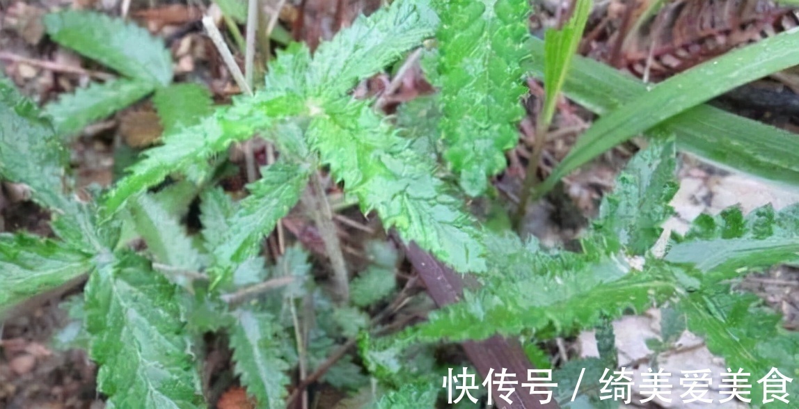 鸡腿|农村地下埋着的“大鸡腿”,不光生吃美味,或是治疗糖尿病的良药