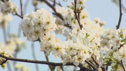 春日玉溪赏花丨打卡！红塔区不能错过的春天：研和梨园花似锦