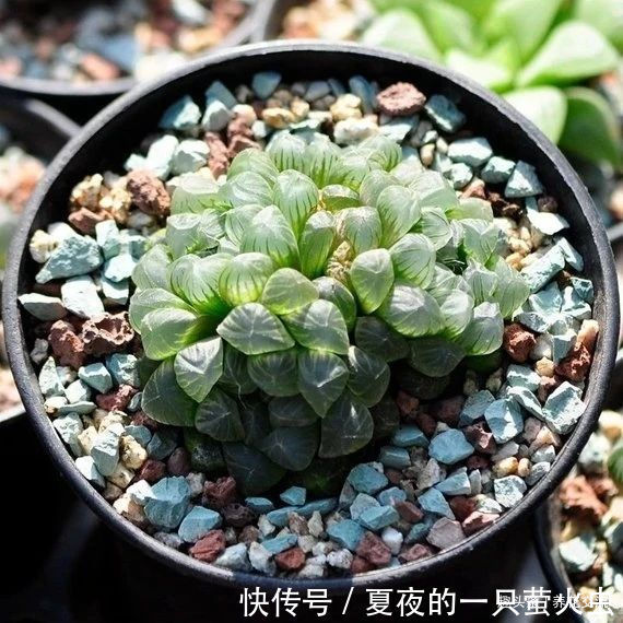 特别小众的13种奇特观赏盆栽，适合养在桌面上，看着都想养几盆