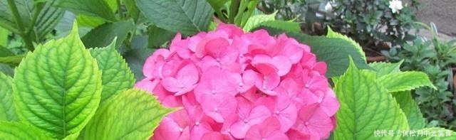 家庭绣球花怎样养,学会这几招,完全放养,都能开成大花球