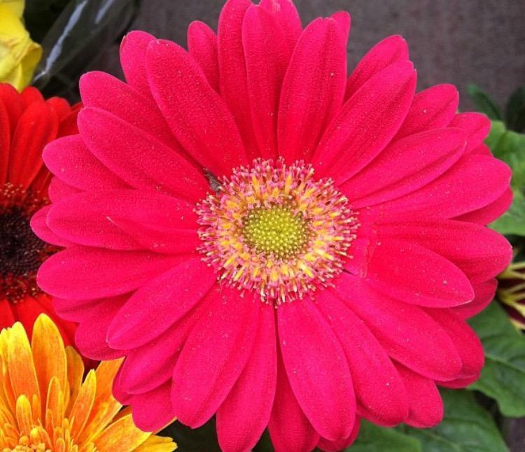 新手|家家户户都能养得6种“耐热花”,天气越热越开花,新手也能养好