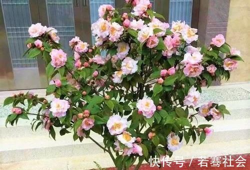 养花达人养花,就喜欢在盆里埋点它,养啥都旺,比花肥都强!