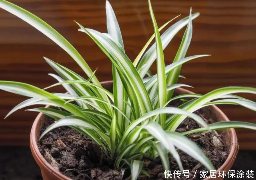 光合作用|天热养金边吊兰,盆栽牢记4点,叶子纹路清晰,小白花开不停