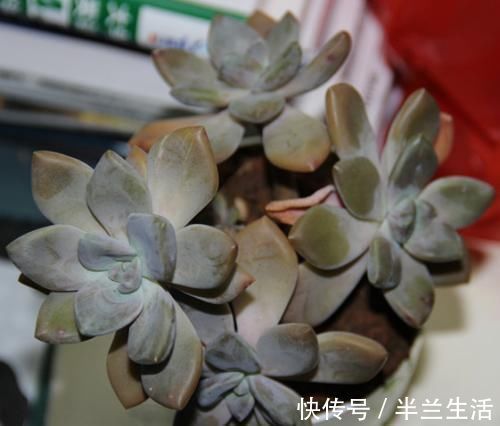 多肉干瘪好像小老头？原因有三种，学会了顺利过冬，长成小胖娃！