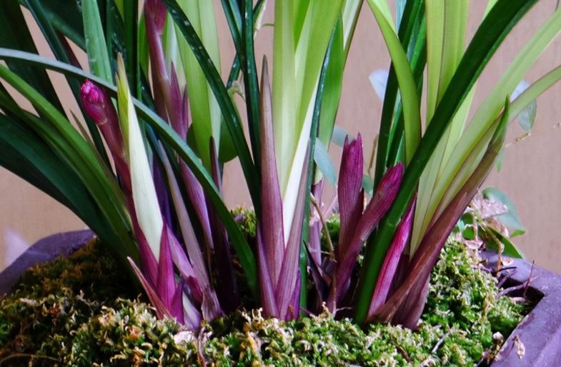 市长红，1款被名字耽误的兰花，开花勤，香味浓郁