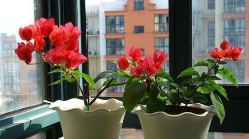 老桩|家里养什么花好这3种，爱开花，年年旺，一年比一年价值高