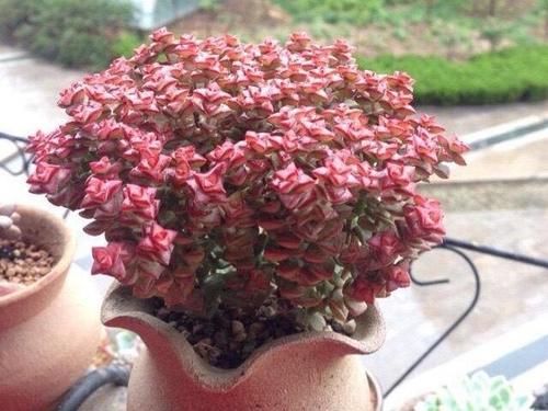 外表非常普通的多肉小米星,却让很多花友着迷,出了状态实在太美