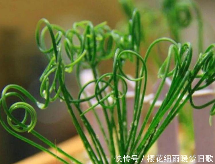 家中必养5种花,好养漂亮花期长,1个月不浇水,长得枝繁叶茂