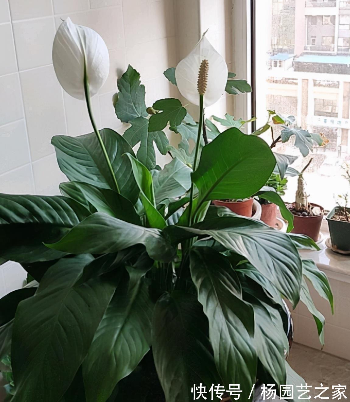 客厅|6种“吉利花”,养在客厅最适合,好看又大气,不见光照也能开爆