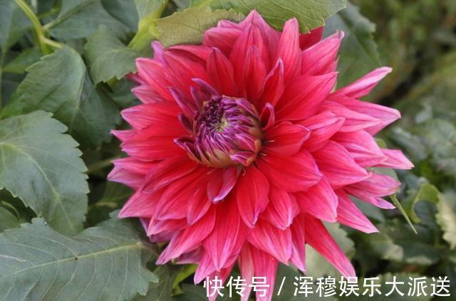 花色|教你大丽花孕蕾期怎么养护，养好了，花朵开的又大又多，花色还好