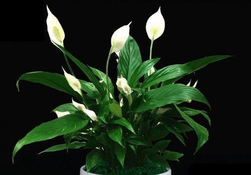 植物|5种盆栽植物,养护省心,比绿萝还好养,适合新手