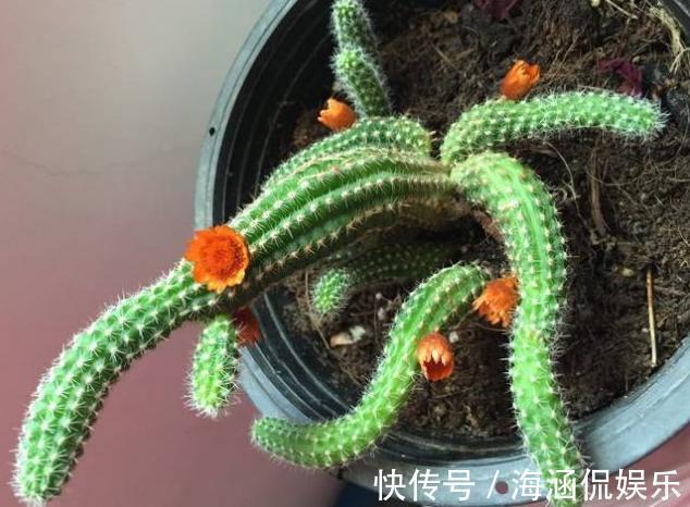 观叶型|这3款植物虽其貌不扬，室内盆栽，却能让家里变成“天然氧吧”