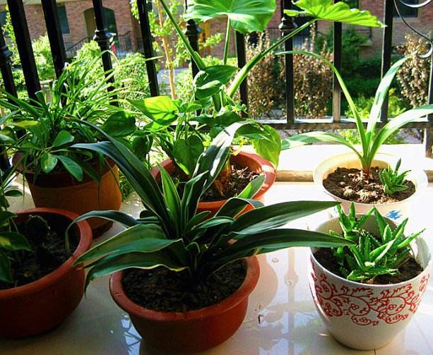 土壤|养花土壤选择很关键，以下2种土养花，比鸡蛋壳管用，值得试试看