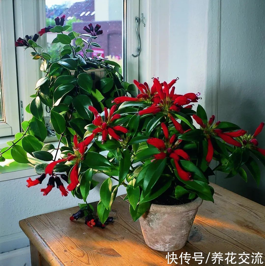 室内|15种可以在窗台上开花灿烂的室内盆栽,有散射光就能正常开花