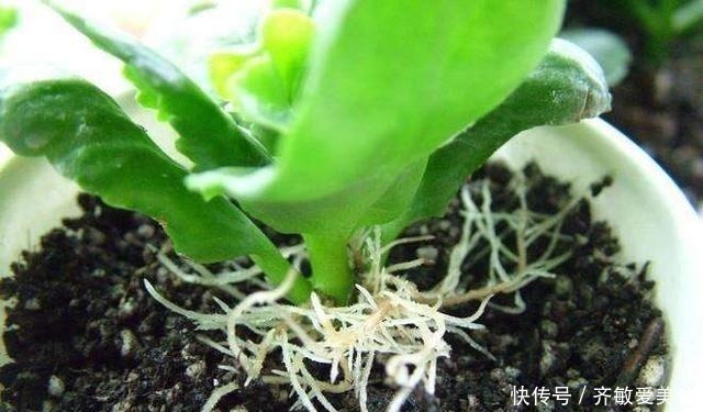 生根剂不用买，用家家都有的“小东西”，2分钟就能制出来