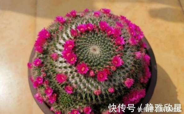 他养了1盆“仙人球”,开花100朵,漂亮极了,大家都说头回见