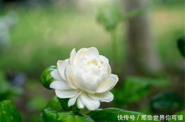 若不差这点钱,家里应养上5种花,清香静心,提升新年幸福感