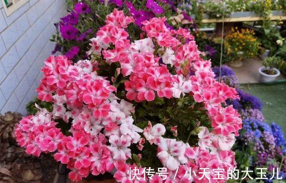 记录一下我养过的花，1000多盆都有啥