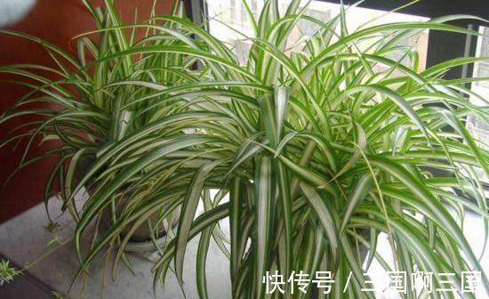 豆渣,换花盆和土壤的混合物放在花盆底部的时候,是很好的有机肥