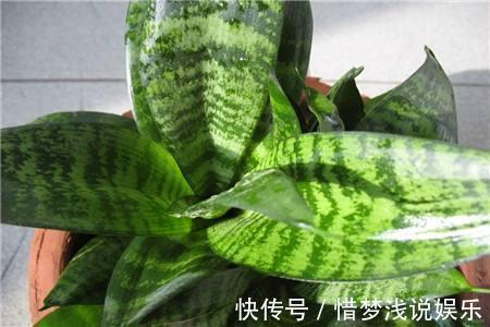 世界上那些能净化空气植物,清新空气一把好手,家里办公室都能养