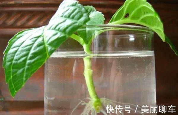 一毛钱的小东西,碾碎了浇花长势壮,扦插生根快,开花一倍