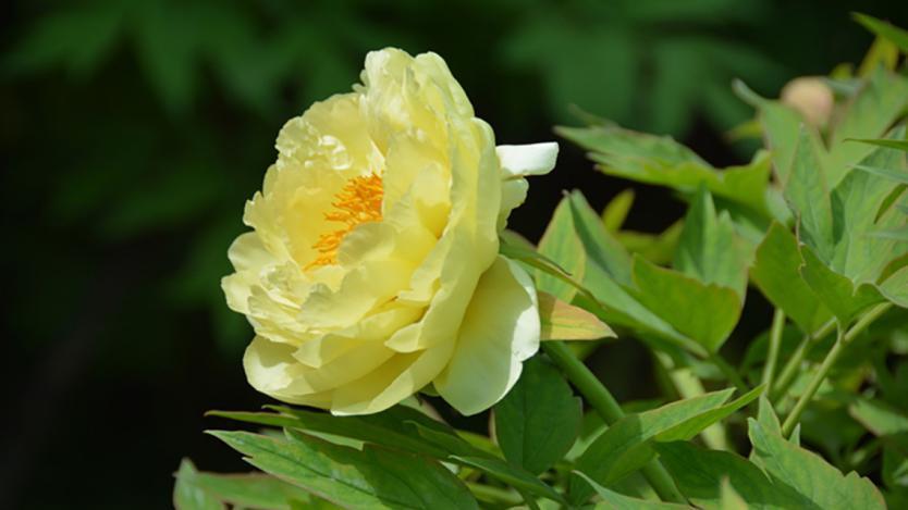 牡丹真国色&刘禹锡为了抒发壮志,写了一首诗赞扬牡丹,最后两句流传千古