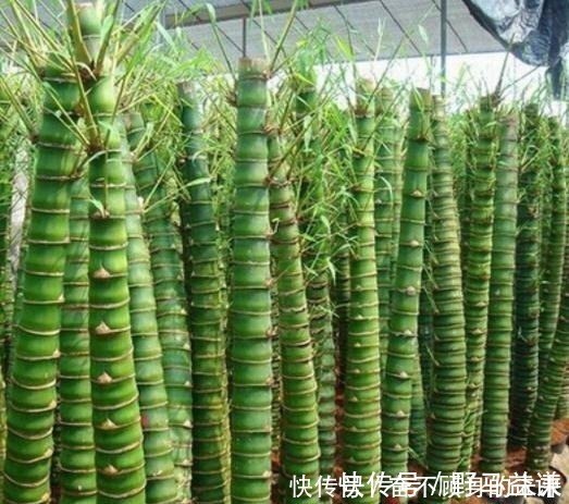 原来这6种竹子也可以把玩,盘后效果也是非常喜人的