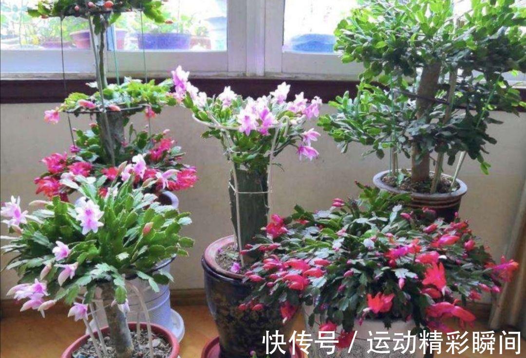 天冷需要多晒的“8种花”，有些还要“断粮少水”，不然熬不过冬