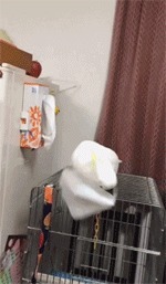 |搞笑GIF:结婚十五年没洗过 是时候该洗洗床单了