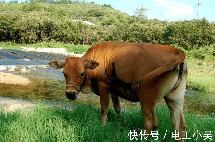 本命年|生肖牛本命年，本命福气在下半年会逐渐显现，工作上如鱼得水