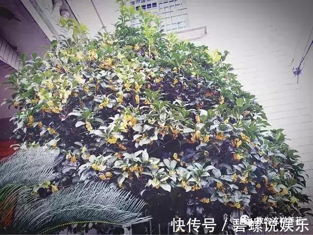 2种花“病菌”不喜欢，养1盆身体好，开花后满屋清香！