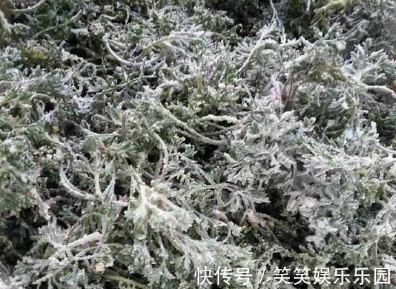 老人|老人说能治百病,常泡茶喝常年不生病