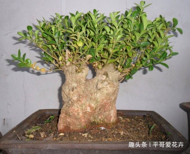 什么绿萝、发财树都不如“2种树”，养人又旺财，1-2年成盆景