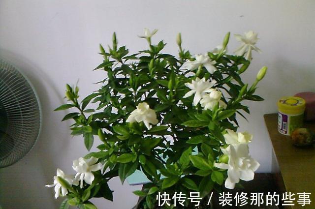长势|养茉莉栀子花,千万别用2种土,用了就黄叶,养一盆死一盆