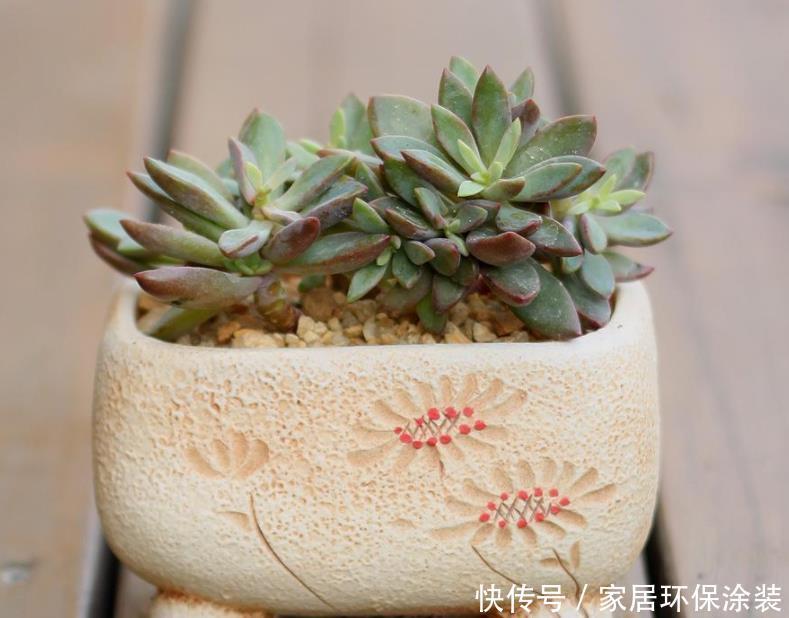 光照|闷养多肉叶子无光?拿出去这么晒,1周就变成好看的糖果色