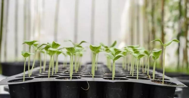 花友|河沙养花“有3大妙用”：配土透气性好、育苗和扦插成活率高