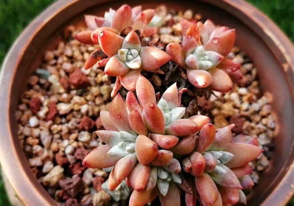 秋丽|如果给多肉开场夏季运动会,选这些品种当冠军,肉友们同意吗