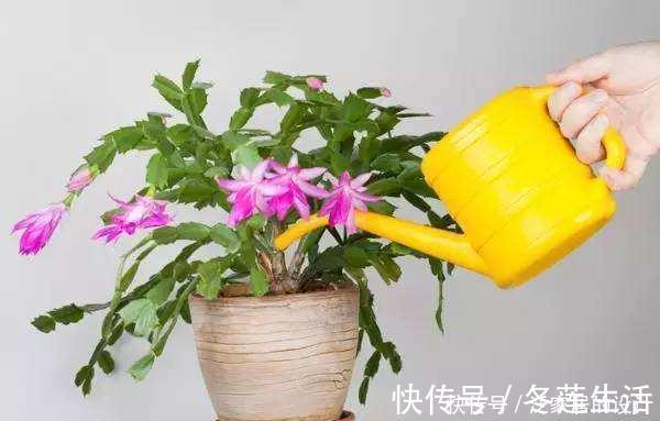 药片|养花浇水放个小药片,比施肥还管用,猛开花,不黄叶