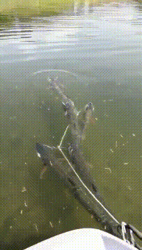 |搞笑GIF趣图:这个人肯定学过孙子兵法的,都懂得声东击西了!