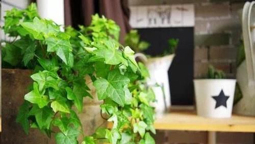 自从卫生间里放了这盆花后，再也没异味了