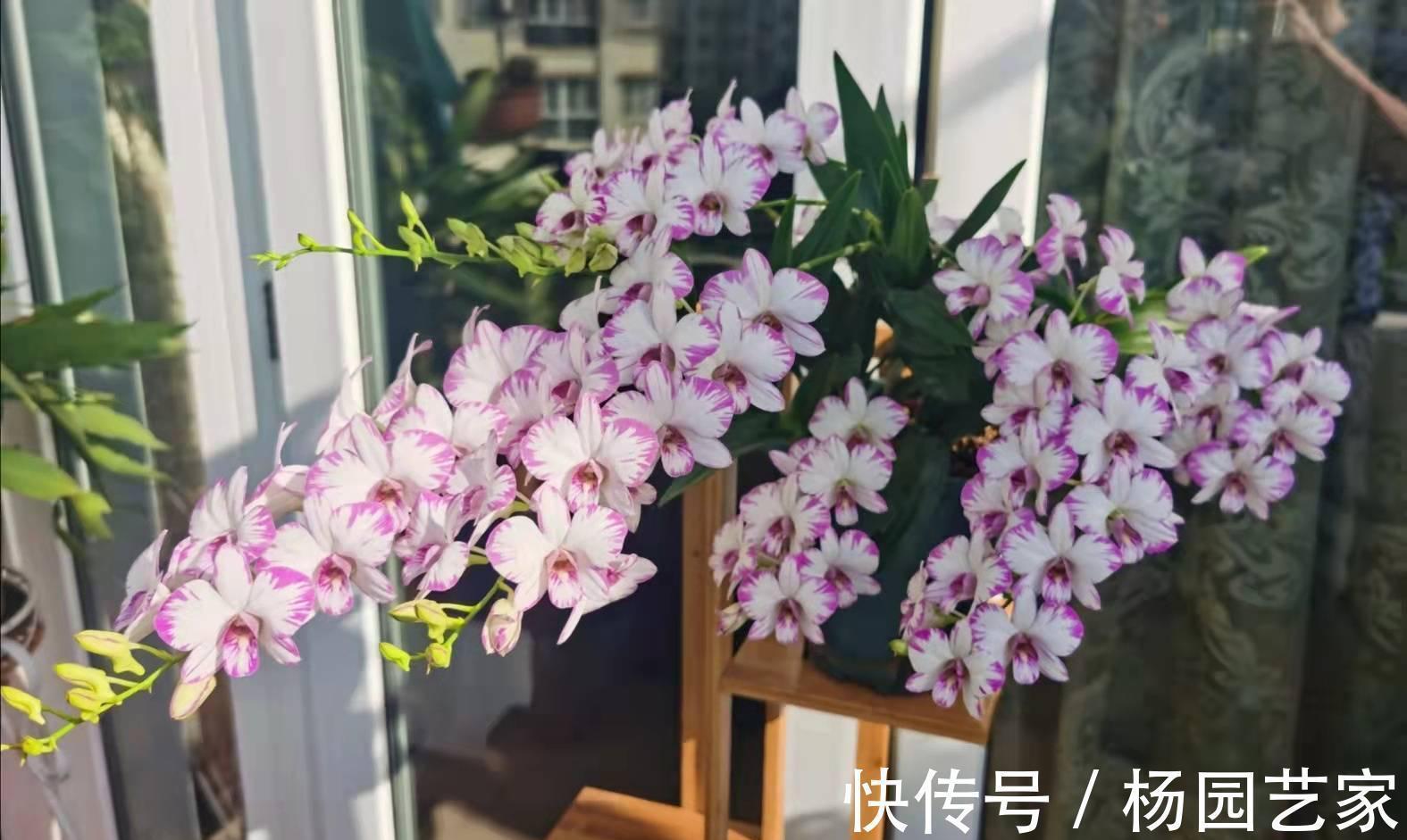 阳台上|可以养卫生间的3种花,叶油绿花漂亮,吸湿气去异味,长势好